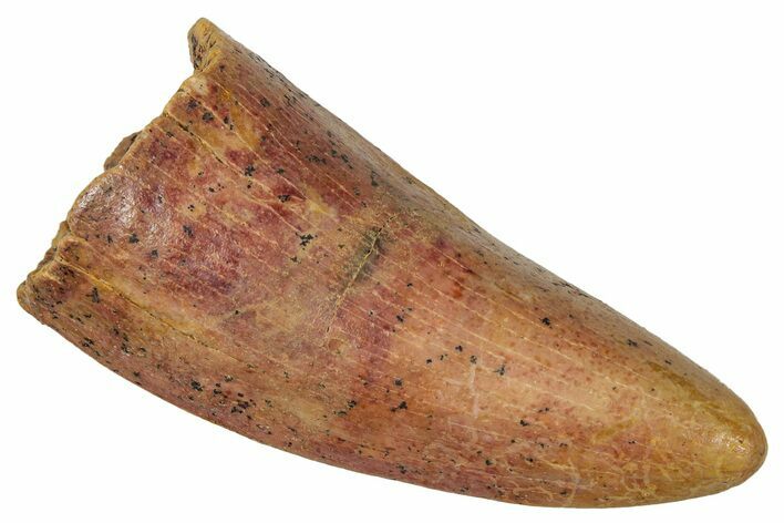 Worn Carcharodontosaurus Tooth - Real Dinosaur Tooth #341350